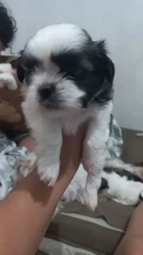 Shitzu