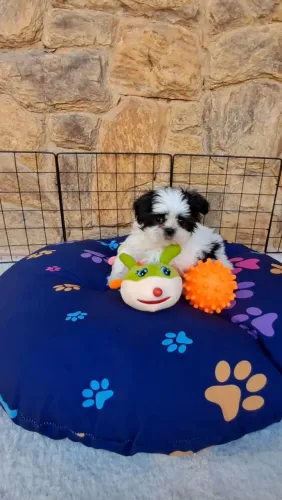 Shihtzu macho porte bem pequenininho
