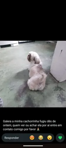 Shitzu
