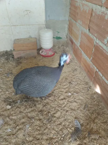 Angola Francesa Gigante Macho 