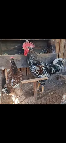 Galinhas GSB, ovos e pintinhos
