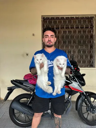 Maine Coon padrão americano ? 