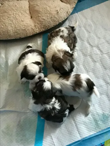 Shih Tzu Cachorrinho pronto para um novo capítulo