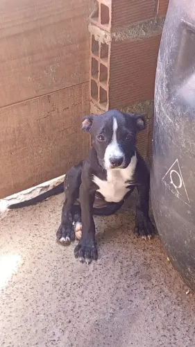 Filhotes de pitbull a venda.