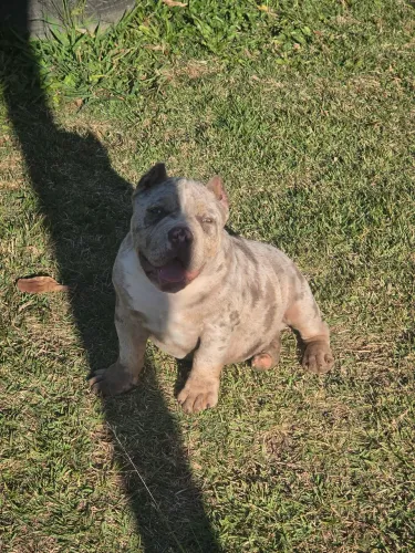 American Bully