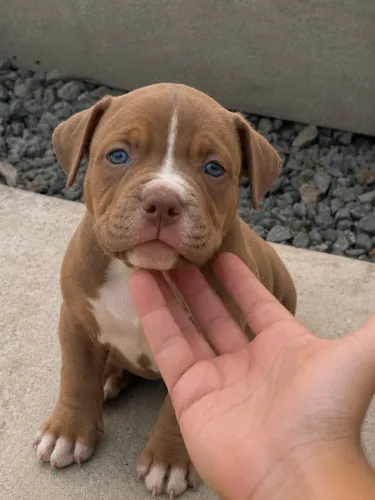 Filhotes de American Bully STANDARD 42 dias 