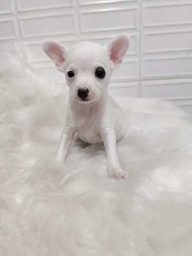 PINSCHER MACHO Branco