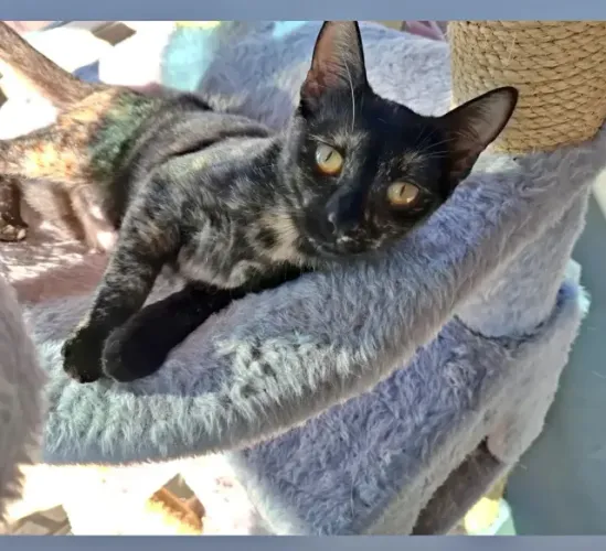 Doação responsável linda gata preta colar laranja 
