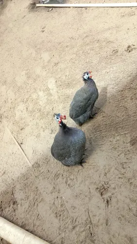 Vendo esses dois picote se chama galinha da Angola