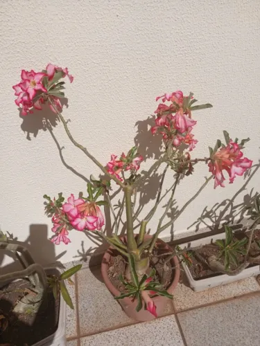 Rosa do Deserto Adulta e Florida (Adenium)