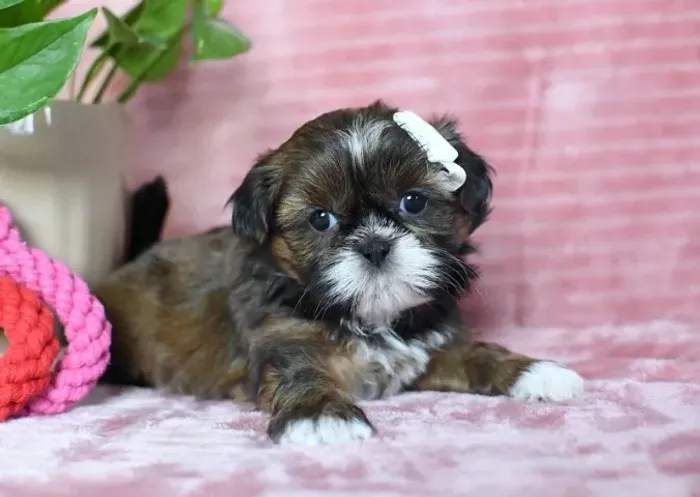 Filhotes de Shih Tzu | Filhotes cheios de alegria e afeto.