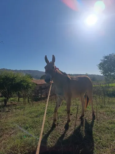 Burro 3 anos sem defeito