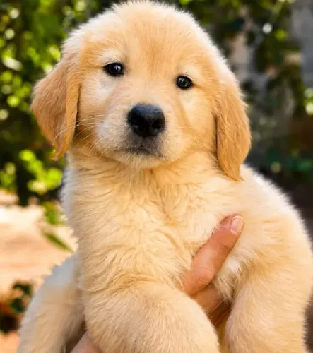 Golden Retriever com pedigree - Americana