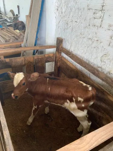 Bezerro recém nascido a venda