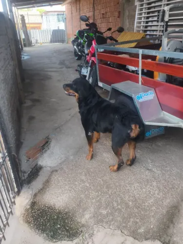 DOA SE ROTTWEILER fêmea