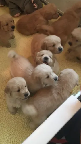 Golden Retriever 