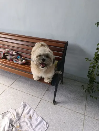 Lhasa Apso procura namorada Caruaru PE