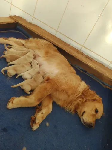 Golden Retriever filhotes PUROS e VACINADOS
