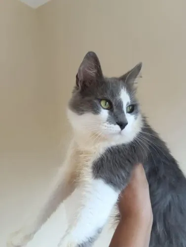 Doa-se Gatos 
