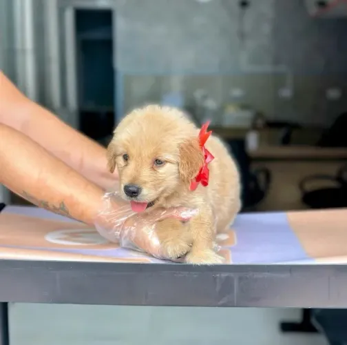 Golden Retriever com Procedência e Loja Física