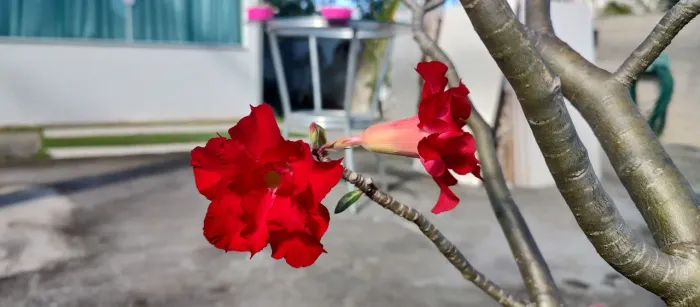 Rosa do Deserto Flor Vermelha Dobrada 