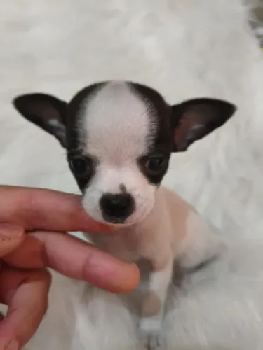 Pequenino machinho Chihuahua disponível!