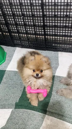 Lulu da pomerânia laranja macho 