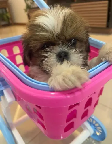 shihtzu
