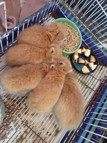Mini coelhinhos 