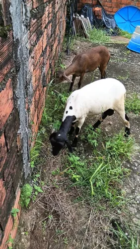 Casal de carneiro