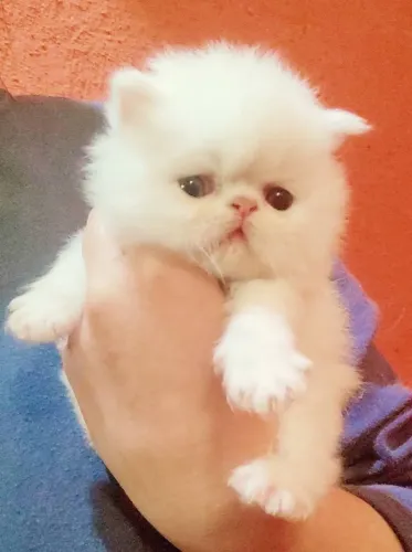 Gato PERSA MENINOS brancos
