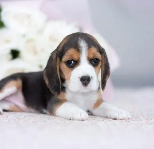 Beagle 13 Polegadas Carinho que se estabelece com o tempo