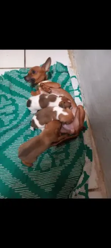 Pinscher N 1 raça pura 