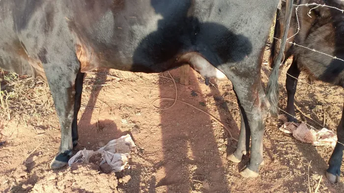 Vaca primeira cria 