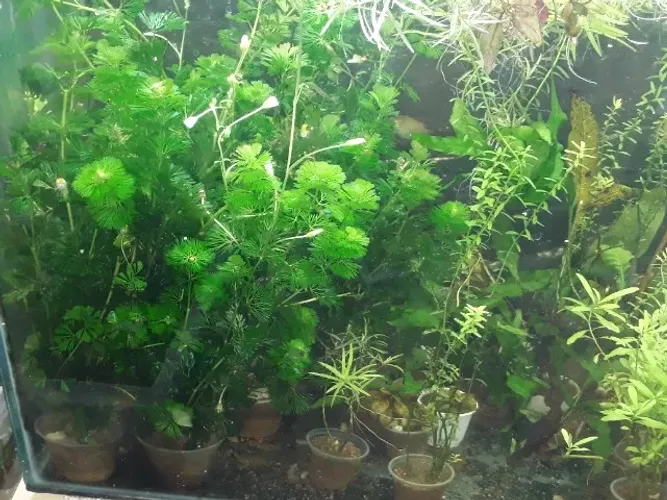 Plantas naturais para ornamentação de aquários