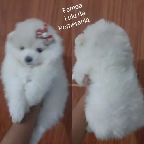 Fêmea Lulu da Pomerania