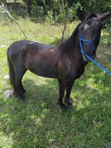 Pônei macho