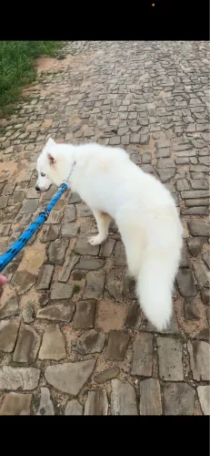 Husky procura namorado 