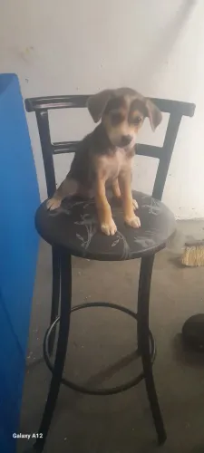 cachorros 