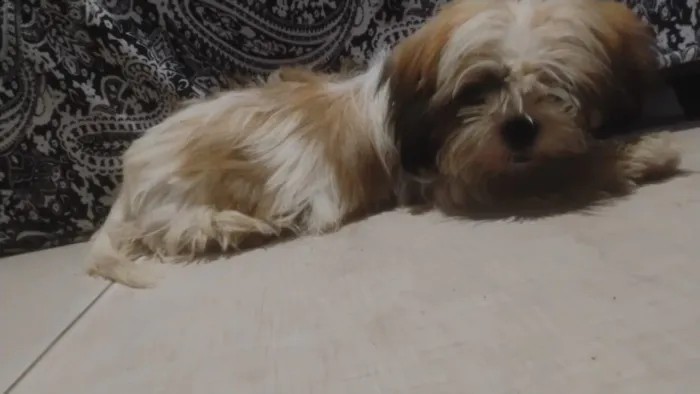Shitzu 4 meses 