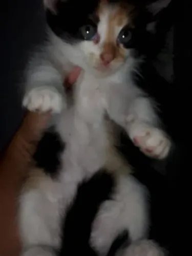 Doação de gatinha