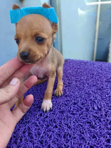 Pinscher 0 disponível em Valinhos e região
