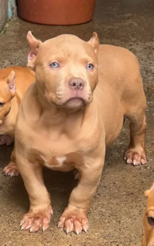 Pitmonster