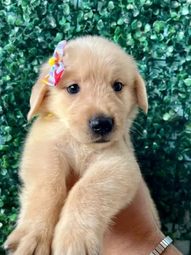CANIL SILVA VENDE LEGÍTIMOS FILHOTES GOLDEN RETRIVIER 