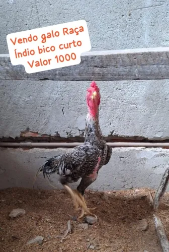 RAÇA DE FRANGO INDÍO BICO CURTO