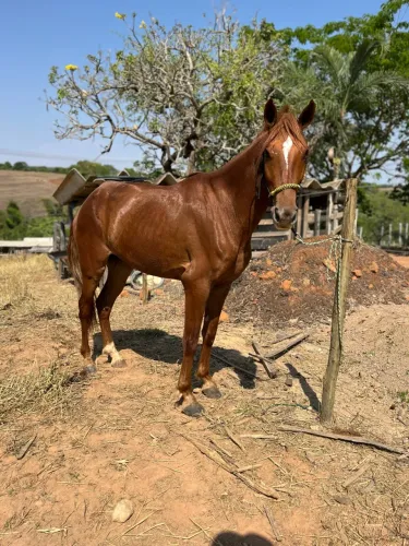 Cavalo mangalarga macha picada