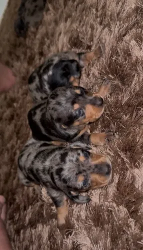 Filhotes de Dachshund / Teckel/ Basset