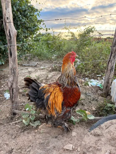 Frangos Brahma