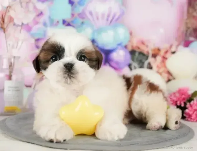 Baby shih tzu/shitzu saudável com pelagem densa e linhagem selecionada