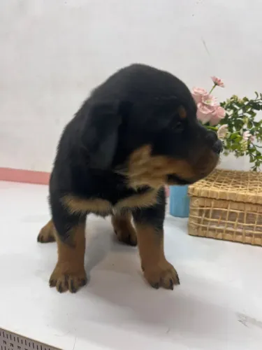 Lindos Filhotes de Rottweiler Pureza - 45 Dias (Prontos para o Novo Lar)